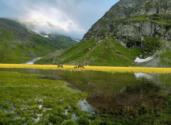 Horses graze near vibrant yellow wildflowers